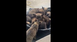 Super-cute scene shows cat diligently licking soundly-sleeping puppies
