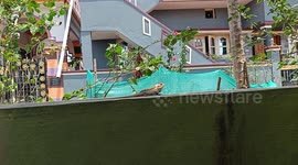 Indian Lizard  in our Home compound i captured it form my OnePlus Mobile , hope its good