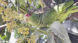 a wildlife parakeet rests and eats flowers and small shoots of mango fruits from a tree in a house in  Hermosillo Mexico