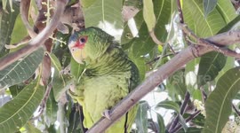 a wildlife parakeet rests and eats flowers and small shoots of mango fruits from a tree in a house in the Progresista neighborhood in the north of the city of Hermosillo Mexico