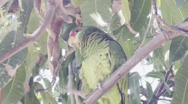 a wildlife parakeet  in a house in the Progresista neighborhood in  Mexico