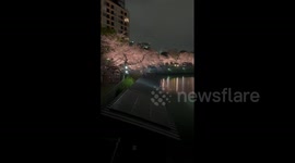 Breathtaking night display of cherry blossoms in Tokyo, Japan