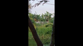 Local scene of farmers driving past using their small engined vehicle