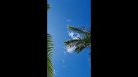 Relaxing sky with clouds slowly moving in the sky past palm tree