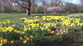 Tourists enjoy taking pictures of daffodils in St James's Park on a sunny spring day