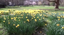 Gorgeous spring day with daffodils and cherry blossom in central London