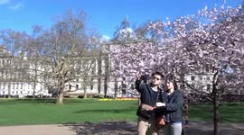 Londoners enjoy selfies with cherry blossom in St James's Park in central London