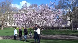 Londoners and tourists enjoy spectacle of spring and cherry blossoms