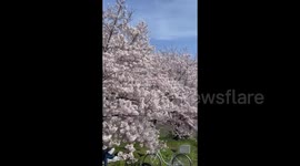 Japan: Cherry Blossoms Reach Full Bloom Across Country