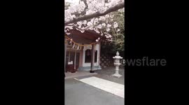 Japan: Cherry Blossoms Reach Full Bloom Across Country 2