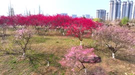 Peach And Crabapple Flowers Bloom In Suqian, China