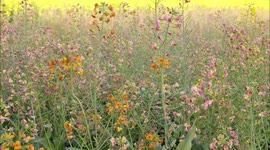 Colorful Rape Flowers in Full Bloom In Yichang, China