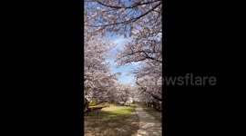 Japan: Cherry Blossoms Reach Full Bloom Across Country 4