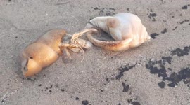 Cheeky hermit crab attempts to steal another creature's shell