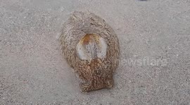 Sea cucumber squirms at beach in Thailand