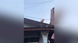 Cheeky cat steals youngster's badminton shuttlecock stuck on roof