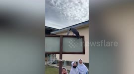 Naughty wild crow steals money from students in Malaysia
