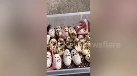 Cute but deadly! Newborn baby cobras hiss and lunge at each other in unusual video