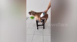 Pampered French bulldog loves to have fur blow dried
