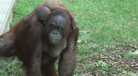 Incredibly adorable footage shows orangutan mom, baby's day out