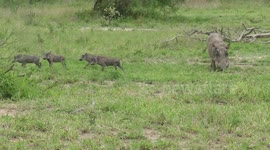 Adorable baby warthogs leave the safety of their mother to chase after a lone stork