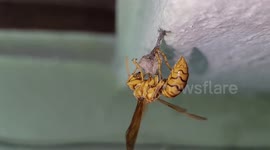 Indian Queen wasp starting to building her wasp nest in a shed in house