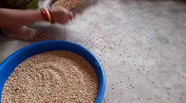 Rural Indian women cleaning wheat grain at home Indian rural woman cleaning the soil from wheat grains in a bamboo wheat cleaner made in India