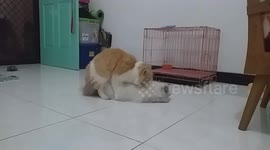 Breeding Cat