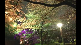 Japan: Cherry Blossoms In Full Bloom Illuminated At Night