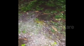 Texas resident inspects damage after marble-sized hail lashes state
