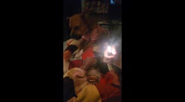 Cute dog hates lighters with a passion!!! Watch her try to fight it!