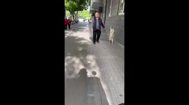 Dog bizarrely marches forward on hind legs