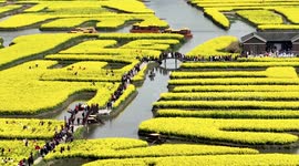 Rapeseed Flower Tour In Taizhou, China