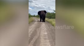 Footage shows two elephants in heated battle, knocking over nearby trees