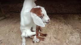 'Spider' goat with eight legs born in the Philippines