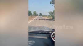Hundreds of ducks stall cars as they cross road in Thailand
