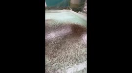 Thousands of moving snakehead fish create many waves in the aquarium