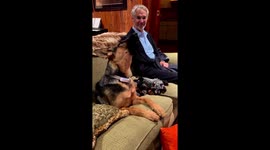 Adorable german shepherd sings along with owner and howls cutely on the couch