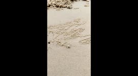 Amazing footage shows sand bubbler crab making sand balls
