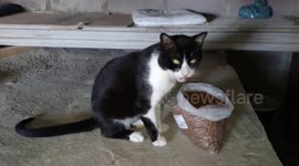 Meu gatinho se alimentado a parte que ele mais gosta é esta ali bem de boa e olhando