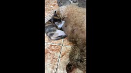 Cute moment when the kitten sucks the dog's milk