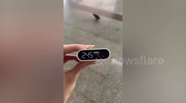 Bird grounded as toxic smog shrouds northern Thailand