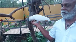 Cheeky cockatoo flies off with visitor's mobile phone at park in southern India