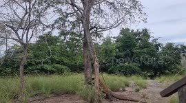 Komodo dragon traps ranger up tamarind tree before being chased away