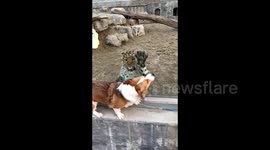 Corgi spooked as leopard attempt to eat it through enclosure glass at Chinese zoo