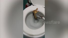 Terrified housewife recalls moment she found PYTHON in the toilet