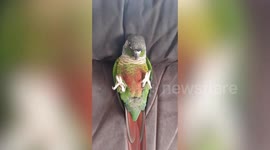 Pet parrot lays back on huge armchair to sleep