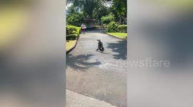 Godzilla-like monitor lizards wrestle to fight for territory at park