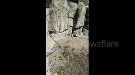 Tourist throws stone at resting lion at zoo, sparking outrage in China