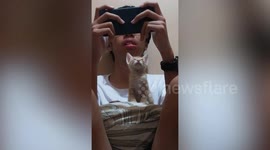 Fascinated kitten sits on young lad's lap while she watches him play mobile games